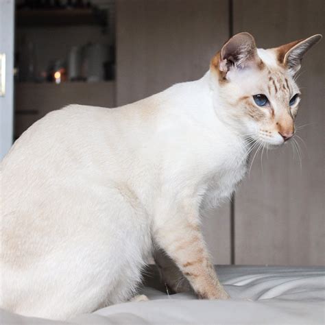 Draco Angel Faced Cinnamon Tabby Point Siamese Cat Siamese Cats