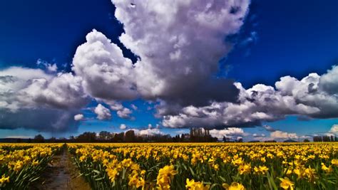 Time Lapse Of Clouds Moving Over A Field Of Daffodils In The Skagit