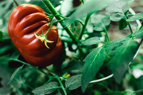 Beginner Tips For Growing Plumper Heirloom Tomatoes
