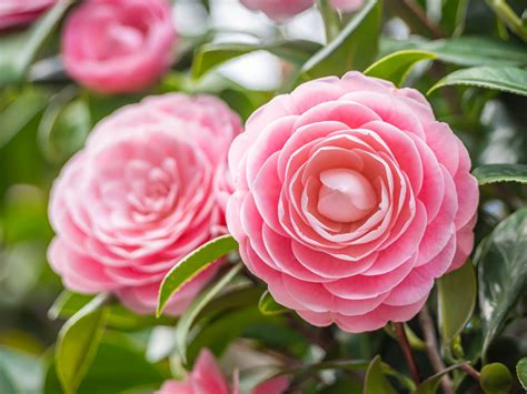 6 Little Known Camellia Facts Explain Why This Shrub Is So Popular