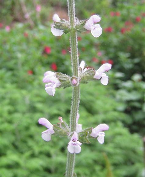 Salvia Disermas ‘pale Pink Victorian Salvia Study Group