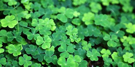 We begin our featured images with beautiful color illustrations of vintage water florals. 24 St. Patrick's Day Quotes - Best Irish Sayings for St ...