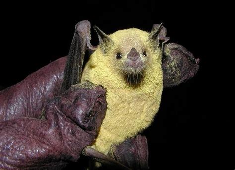 Photo Gallery Us National Park Service Bat Species Animals Bat