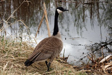 Canada Goose Standing By Water Photograph By Robert Hamm Pixels