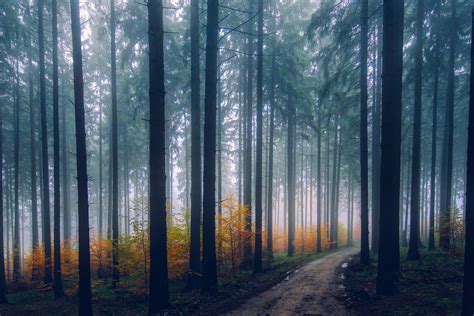 Mist Fog Trees Path Forest Wallpaperhd Nature Wallpapers4k Wallpapers