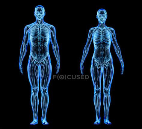 Male And Female Muscles And Skeletal Systems In X Ray Effect On Black