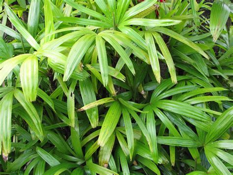 How To Grow And Care For The Broadleaf Lady Palm Sproutabl
