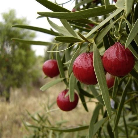 Native Australian Bush Food A Beginners Guide Decisive Cravings