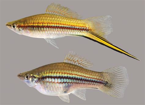 Green Swordtail Discover Fishes