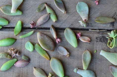 By holicrabe · september 2, 2017. 5 superbes PLANTES GRASSES EXTERIEUR resistant au gel (+1 ...