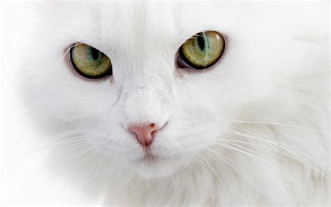 Белый кот скачать фото обои для рабочего стола (картинка 3 из 3)
