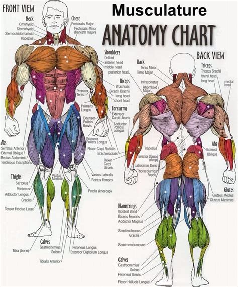 Below are two human body muscle diagrams, showing the front and the most powerful muscles in the body and those that run along the spine. Pin by Gym Posters on Weightlifting | Human anatomy chart ...
