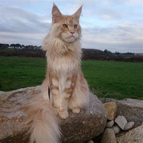 30 Massive Cats Of The World Giant Maine Coons Wishing You New Year