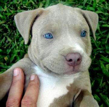 We will not offer pitbulls for sale to anyone for that purpose. Beautiful! | Cute dogs, Pitbull puppies, Cute small animals