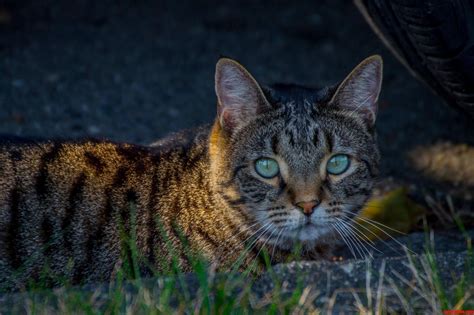 Neighborhood Cat That Teases Me As It Passes Through My Yard… | Cute ...