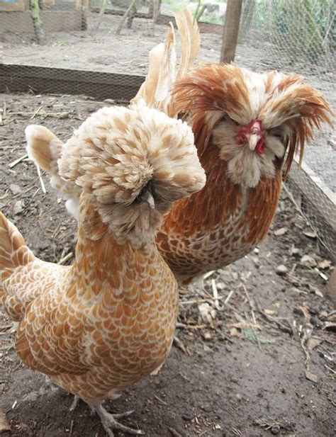 Two Buff Laced Polish Chicken Polish Chickens Breed Fancy Chickens Beautiful Chickens