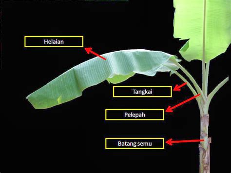 Manfaat dan khasiat dari daun kembang sepatu untuk obat. Kontrakan E-dukasi