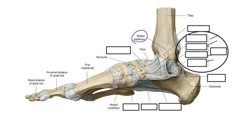 Medial Ankle Ligaments Labeling Diagram Quizlet