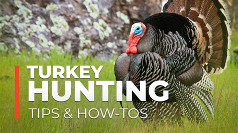 Turkey Hunting Tips And How Tos