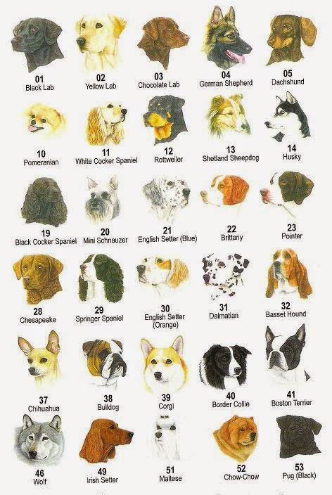 Rules Of The Jungle Different Dog Types