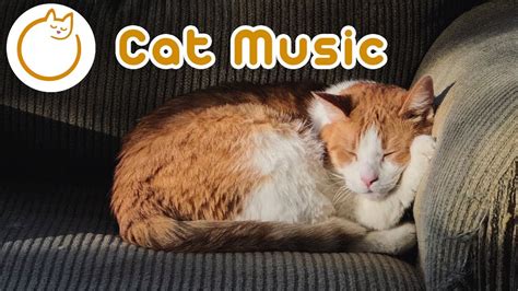 Extra Relaxing Cat Music Feline Therapy Sleep Songs Youtube