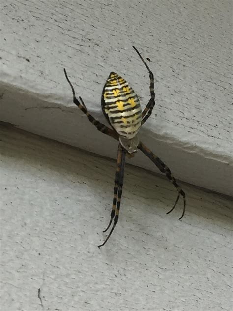 I Saw This Beauty Today In Virginia Its The Most Gorgeous Spider Ive