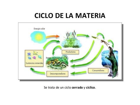 Ciclo De La Materia Y Flujo De La Energia Compartir Materiales
