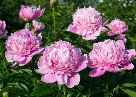 a peony garden guide to planting growing and caring for peonies 🪴 learn how to grow things 👩‍🌾