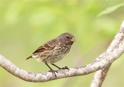 Mitos burung kematian, emprit gantil. Fungsi Paruh Burung Pengaruhi Bentuk - Ilmu dan Teknologi - koran.tempo.co