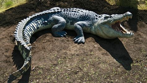 Saltwater Crocodile Facts Habitat Bite Diet Life Cycle Pictures