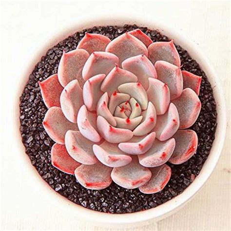 Pink Plants And Succulents Are Springs Hottest Gardening