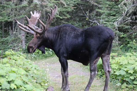 Researchers Will Track Isle Royale Moose Movements For First Time In