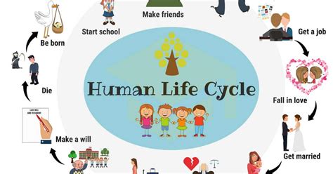 Human Life Cycle Useful Stages Of Life With Pictures • 7esl