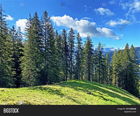 Evergreen Forest Image And Photo Free Trial Bigstock