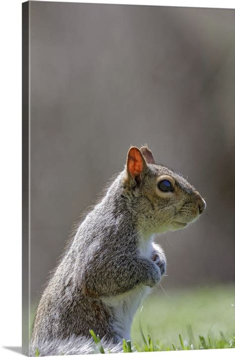 Eastern Gray Squirrel Kentucky Wall Art Canvas Prints Framed Prints