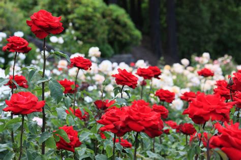To keep your garden looking amazing throughout the year, make sure to mix it up: International Rose Test Garden - Portland, Oregon | ParTASTE