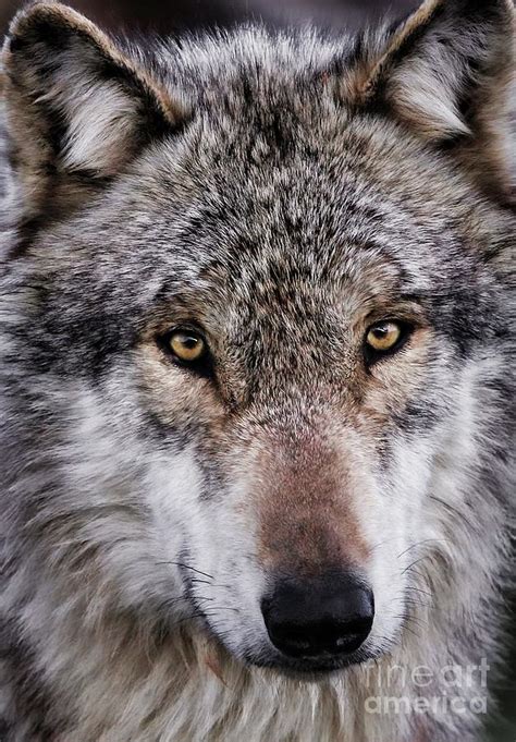 Gray Wolf Photograph By Yair Leibovich Fine Art America