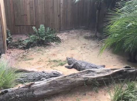 Video Florida Man Jumps In Alligator Pit And Almost Gets Killed By