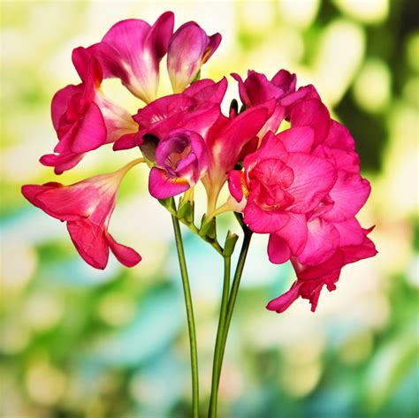 Fragrant Double Freesia Bulbs For Sale Online Double Mix Easy To
