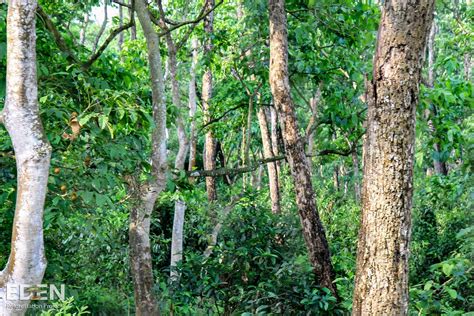 Nepal Terai Forest Restoration — Treesisters