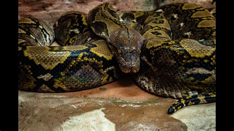 Giant Anaconda Snake 2020 Youtube