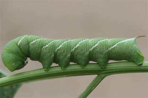 Green Caterpillar With Horn Wholesale Clearance Save 45 Jlcatjgobmx