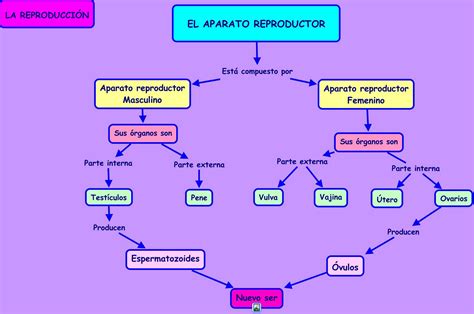 Mapa Conceptual De Aparato Reproductor Masculino Y Femenino Educacion Porn Sex Picture