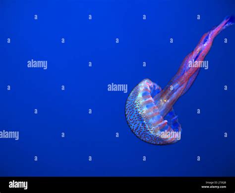 Pelagia Noctiluca Jellyfish Luminescent Stock Photo Alamy