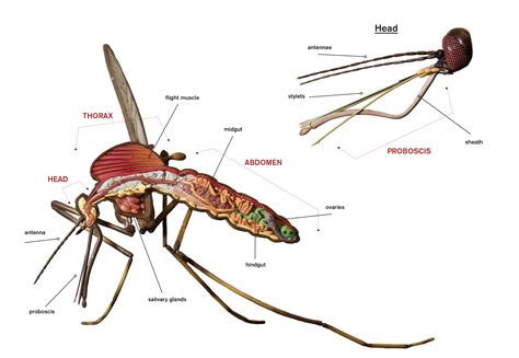 Mosquito Anatomy Omran Permana