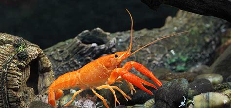 The Orange Dwarf Crayfish Tropical Fish Hobbyist Magazine
