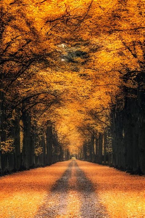 Plasmatics Life Golden Alley By Ronny Engelmann Beautiful Roads