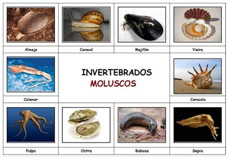 Blog Educativo Animales Invertebrados