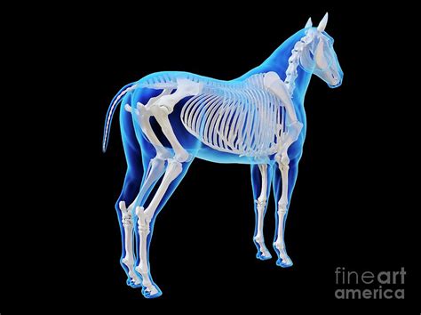 Horse Skeleton Photograph By Sebastian Kaulitzkiscience Photo Library