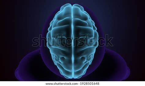 3d Render Human Brain Xray Cells Stock Illustration 1928501648